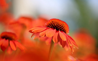 Red flower macro autumn blurry - orange flower free wallpaper for desktop