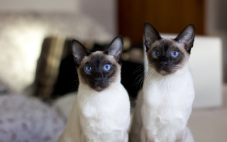 Siamese cats blue eyes photorealistic - symmetrical eye free wallpaper