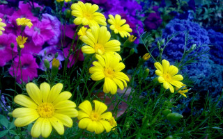 Flowers in field purple yellow - a bunch of flowers free wallpaper