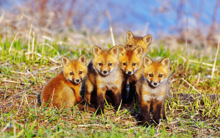 Foxes field forest wildlife nature - field next free wallpaper