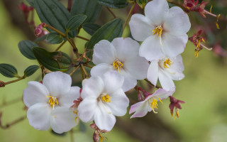 White flowers green leaves blurry - green leaf free wallpaper for desktop