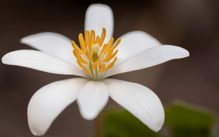 White flower yellow stamens macro - simple form free wallpaper