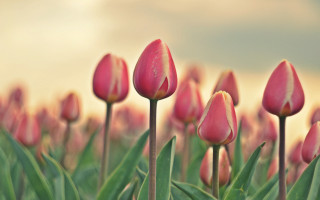 Pink flowers green grass closeup - a sky in the background free wallpaper