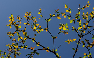Tree yellow leaves blue sky 2 - yellow leaf free wallpaper
