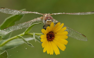Bug flower dew macro ecological - a brown center free wallpaper