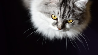 Cat yellow eyes wolf rococo - a black background behind free wallpaper