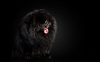 Black dog tongue out photorealism - a black dog free wallpaper