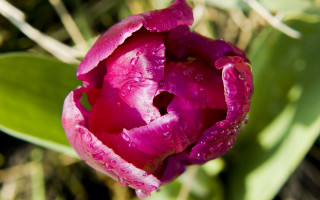 Pink flower water droplets macro 38 - corneille free wallpaper