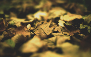 Autumn leaves blurry bokeh nature - a bunch of leaves free wallpaper