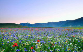 Flower field mountains sunset spring - edi rama free wallpaper
