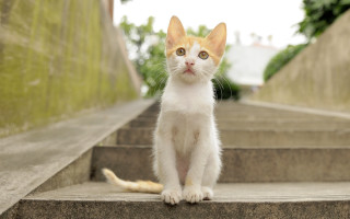Curious cat on stairs photorealistic - curious free wallpaper