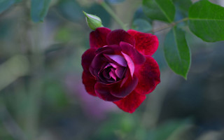 Red rose green leaves macro 4 - anne dunn free wallpaper for desktop