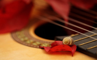 Guitar redflower macro blurry depthoffield - the neck free wallpaper