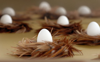 Eggs nest feathers table background - path free wallpaper