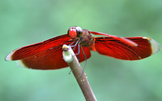 Red dragonfly branch green background - a green background in the background free wallpaper
