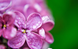 Purple flower water droplets macro 7 - petal free wallpaper