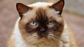 Blue eyes serious cat looking - a close up of a cat free wallpaper