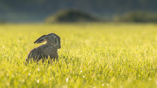 Rabbit field sunset grass dandelion - a rabbit free wallpaper