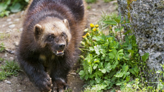 Brown bear forest flower primivitism - a lush green forest free wallpaper