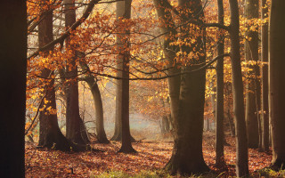 Forest bench autumn leaves city - andrew geddes free wallpaper