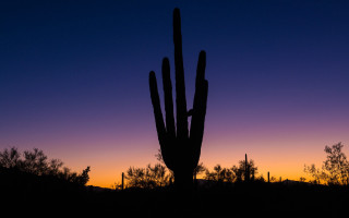 Cactus silhouette purple blue sunset - a cactus free wallpaper