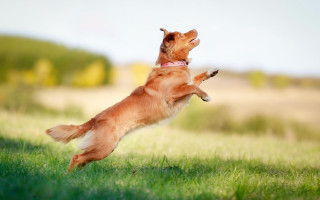 Dog jumping frisbee field trees 2 - dynamic pose free wallpaper