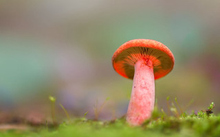 Red mushroom green grass bug - a red mushroom free wallpaper