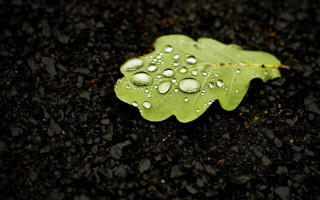 Green leaf water droplets black 12 - andy goldsworthy free wallpaper