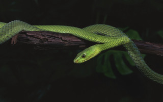 Green snake branch dark cobra - photoreal free wallpaper