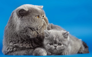 Cat kitten blue background photorealism - the cat free wallpaper