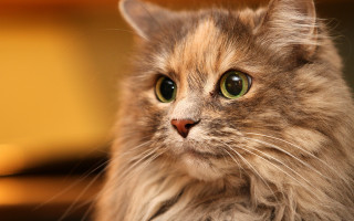 Cat green eyes closeup rococo - eye free wallpaper for desktop