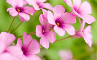 Pink flowers blurry background macro - ammi phillips free wallpaper