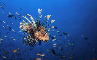 Lionfish underwater fish bubbles blue - fish free wallpaper for desktop
