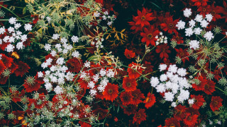 Red white flower field bee - a bee free wallpaper