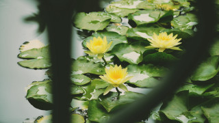 Pond water lilies leaves reflection - water lily free wallpaper