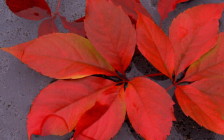 Red leaves cement puddle autumn - a puddle of water free wallpaper