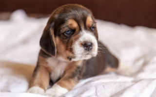 Puppy sad eyed bed cute - a puppy free wallpaper