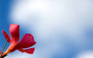 Red flower blue sky clouds - single free wallpaper for desktop