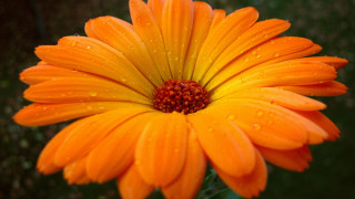 Flower water droplets orange sunflower - a green background behind free wallpaper