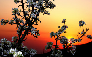 White flowered tree sunset bamboo - backlight free wallpaper