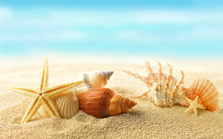 Starfish shells beach sand blue - a sandy beach free wallpaper