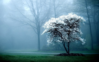 Foggy park bench tree cherry - a bench in the foreground free wallpaper