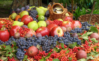 Fruit basket harvest vibrancy ecological - fall vibrancy free wallpaper