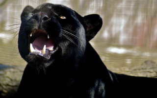Black panther yawning growling digital - a black panther free wallpaper