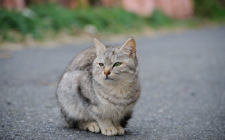 Sad cat outdoor blurry depth - its face free wallpaper