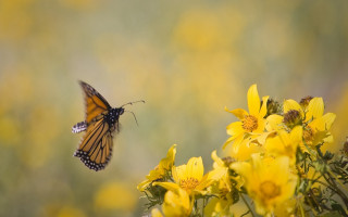 Butterfly yellow flower field macro - cindy wright free wallpaper for desktop