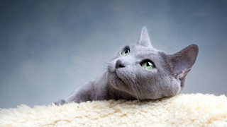Curious green eyed cat laying - grey background free wallpaper