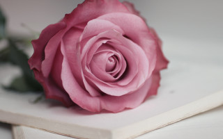 Pink rose white shelf art - a wooden spoon free wallpaper