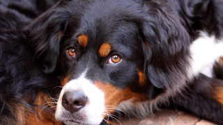 Dog owner laying wooden floor - his head free wallpaper
