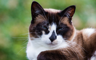 Black white cat green background - glamor pose free wallpaper
